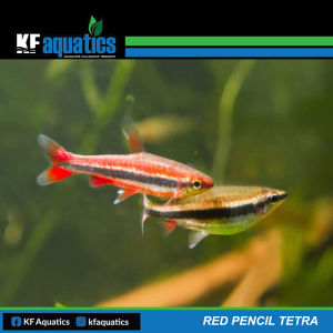 Red Pencil Tetra Aquascape Fish | 3pcs / 5pcs |