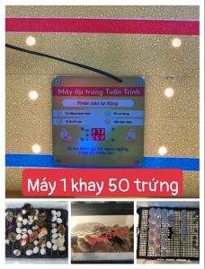 Freeship - Máy ấp trứng tự động 50 - 100 trứng lắp sẵn thùng xốp - được miễn ship