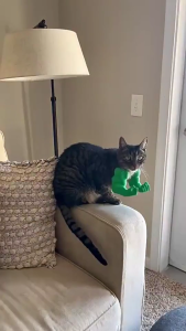 Eye Catching Cats Neck Decoration With Articulated Arms 3D Printed