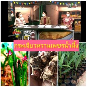 หัวพันธุ์กระเจียวหวานเพชรน้ำผึ้ง หัวพันธุ์กระเจียวหวาน กิโลกรัมละ 130 บาท