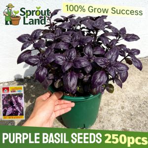 [High Germination] Organic Purple Basil Seeds for Planting Herbs Plants (250 Seed) Fresh Basil Herbs Seeds Edible Basil Leaves Seeds Genovese Basil Plant Bonsai Seed Garden Balcony Indoor Potted  Basil Live Plant Bonsai Vegetable Seeds Beginners Easy Grow