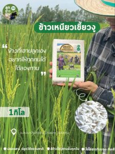 ข้าวเหนียวเขี้ยวงู ข้าวใหม่นาปี 2568 ข้าวปลอดสาร ปลูกด้วยวิธีธรรมชาติ จำนวน 1 กิโลกรัม
