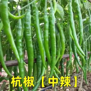 Hangzhou Pepper No. 1 Chili Spicy Thin Chili Peppers Mildly Spicy Pointed Peppers Vegetables Suitable for both balcony and garden planting