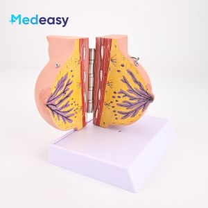 Human Female Quiescent Breast Anatomy Model Gynecological Teaching Display Human Model