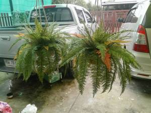 กระเช้าแขวนสวยสวยด้วย ใบเฟิร์นเทียม ขนาด50ซม.