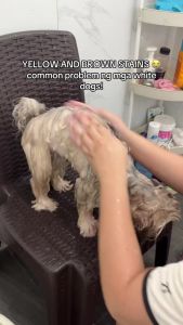 CELEBRITY BABY (Paw Malone)– White Dog Shampoo for Tear Stains & Shedding for High-Maintenance Coats