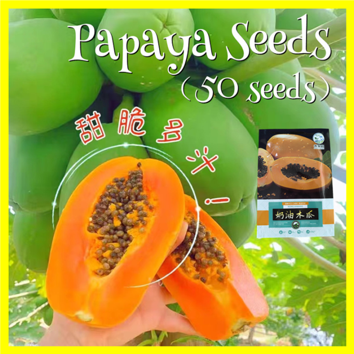 50 Seeds Sweet Cream Papaya Seeds Bonsai Papaya Seeds for Planting Vegetable Plants Dwarf Papaya Seeds Heirloom Variety Red Baby Papaya Plant Seed Papaya Fruit Seeds Papaya Tree Seeds Bonsai Tree Live Plant Dwarf Fruit Trees Seedlings Vegetable Plants