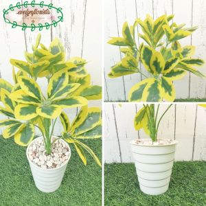 Pohon Hias Daun Beringin Dollar Kuning Variasi Pot Dasar Hitam Pot Ulir Pot Yogaf Dekorasi Meja Tamu