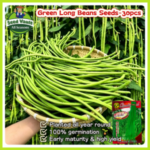 Fast Growing 30pcs Green Long Beans Seeds for Sale High Yield Long String Beans Seeds for Planting Vegetables Organic Sitaw Beans Vegetables Seeds for Gardening F1 Hybrid Beans Seeds Balcony Bonsai Pole Beans Plant Seed Fresh Sitao Seedlings Cowpea Seeds