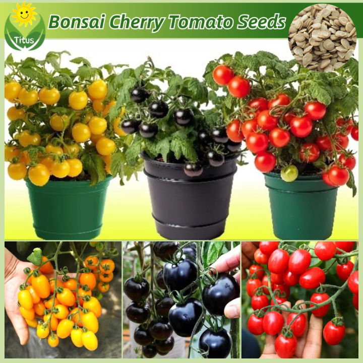 100% Legit Bonsai Cherry Tomato Seeds for Planting Vegetables & Fruits ...