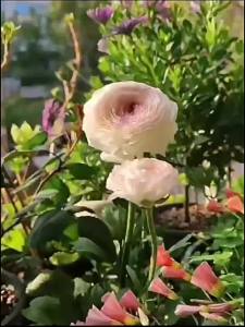 铜钱草草籽种子鱼缸水养水草种籽水培植物花卉招财盆栽室内碗莲