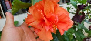 HIBISCUS LIVE PLANT well establish root. seller location from Pampanga