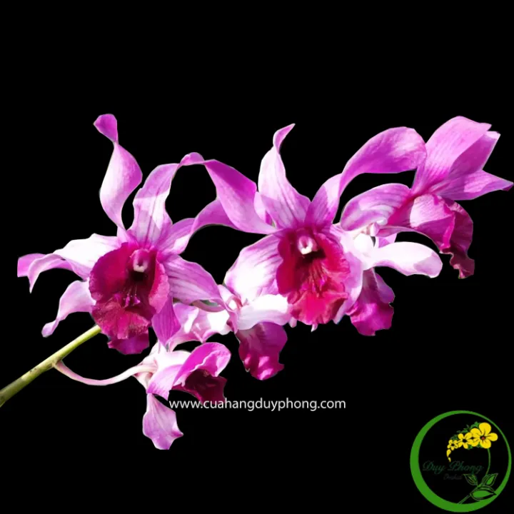 DENDRO%20N%E1%BA%AENG%20-%20L%C6%AF%E1%BB%A0I%20B%C3%92%20T%C3%8DM%20%7C%20B%C3%A1n%20Nguy%C3%AAn%20Ch%E1%BA%ADu,%20Size%2016,%20Th%C3%A2n%20M%E1%BA%ADp%20Ch%E1%BA%AFc%20Kh%E1%BB%8Fe%20-%20Image%203