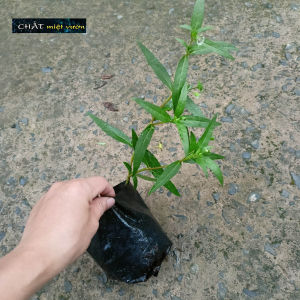 Cây cỏ mực giống - Cây nhọ nồi giống (cao 20-30cm như hình)