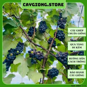 Cây nho giống Enden Lùn Pháp thân dây leo giàn trồng chậu thùng xốp sân thượng NG05