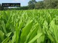 Cây nghệ vàng giống. 