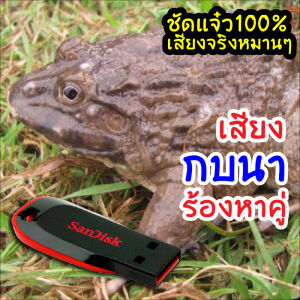 เสียงกบนาร้องเรียกหาคู่ ใช้ต่อกบเร่งให้กบผสมพันธุ์ได้ผลจริง เมม/แฟลชไดร์ฟเสียงกบนา มีเก็บเงินปลายทาง ชัดแจ๋ว100% ไม่มีโฆษณาแทรก