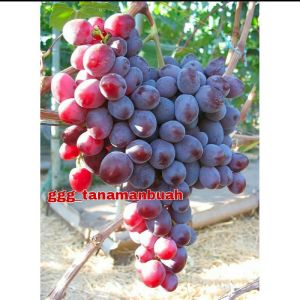 Bibit Anggur Import Nizina Asli Grafting