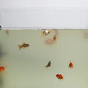 硝化细菌鱼缸用消化菌胶囊净水剂水族活菌养鱼必备养鱼水质净化Nitrifying bacteria for fish tanks digestive bacteria capsules for water purification agents essential for fish farming with live bacteria and water purification for fish farming