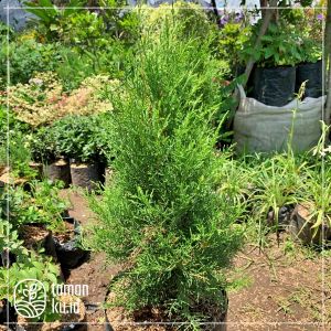 Cemara Wangi Atau Cemara Rentes Tanaman Cemara Pohon Cemara Wangi