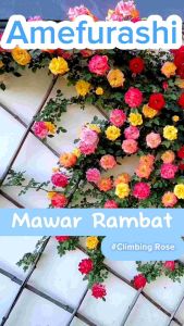 Amefurashi 20 Biji Benih / Seeds Bunga Mawar Rambat Red Climbing Rose