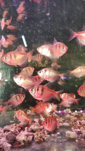 WIDOW NEON RED TIGER