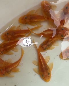 L144 Pleaco (Blue Eye)/ Live Fish/ Freshwater