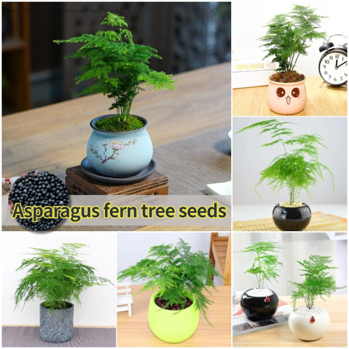 [Easy to grow in Malaysia] Asparagus Fern Tree Seeds (50 Seed) 文竹种子 Potted Asparagus Fern Plant Seed Bonsai Tree Live Plant Evergreen Plant Seeds Air Purifying Indoor Plants Outdoor Real Plant Flower Seeds for Planting & Gardening Garden Decor benih bunga