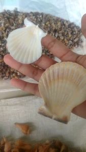 CANGKANG KERANG KIPAS PUTIH SESUAI UKURAN PER 1PCS