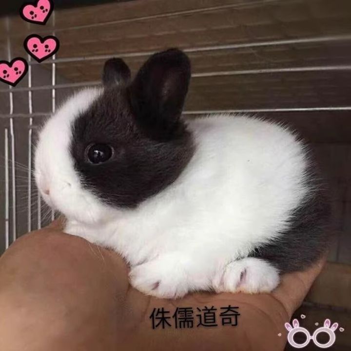 Dwarf rabbit live small children's dormitory pet rabbit black and white ...