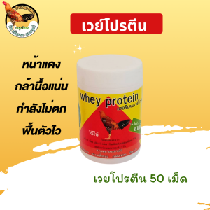 เวย์ไก่ชน 50 เม็ด เวย์โปรตีนสำหรับไก่ชน สร้างกล้ามเนื้อ ซ่อมแซมส่วนที่สึกหรอ บำรุงไก่ชน ขยายกล้ามเนื้อ
