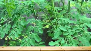 Moringa Softgels Organic Pure Moringa Oleifera Leaves Extract for Energy Skin Gut Health Immune Natural Antioxidant High Potency Moringa Oil Than Moringa Powder Non-GMO 60 Serving