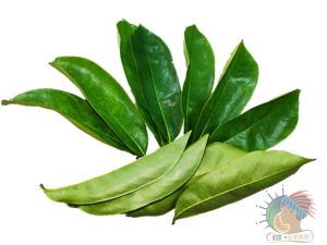 [EJS] Organic Fresh Soursop Leaves (Grade A 100s S) - 红毛榴莲风干叶，有机天然，无化学，零农药