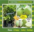 Anak Pokok Jambu Batu Tanpa Biji  Jambu batu Kristal 水晶番石榴 树苗  无籽番石榴 树苗 Sapling Guava Seedless. 