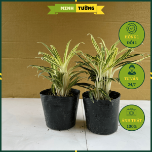 Cây Giữ Tiền Bạch Kim (Cây Giữ Tiền Vàng) - Cây Giữ Tiền Thái Giống Mới