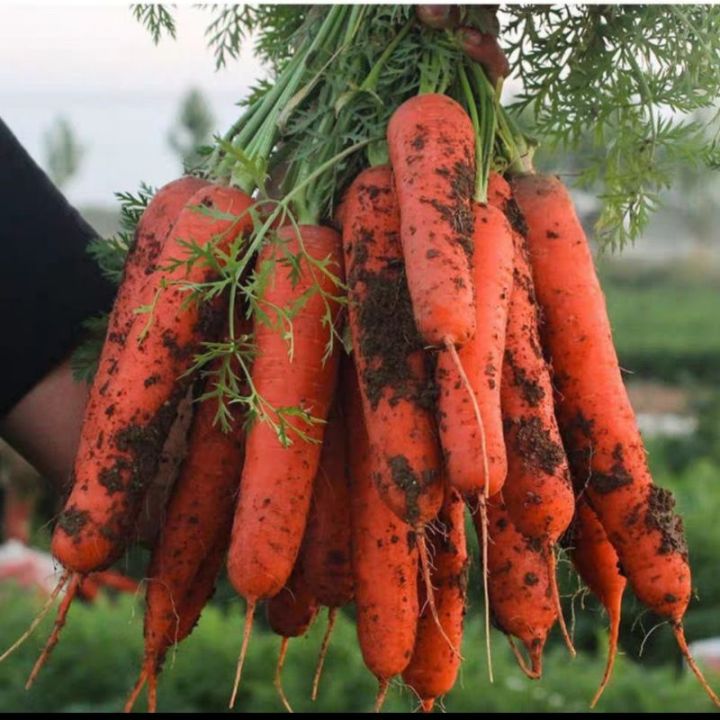 Biji Benih Sayur Lobak Merah Vegetables Seeds Carrot Radisk