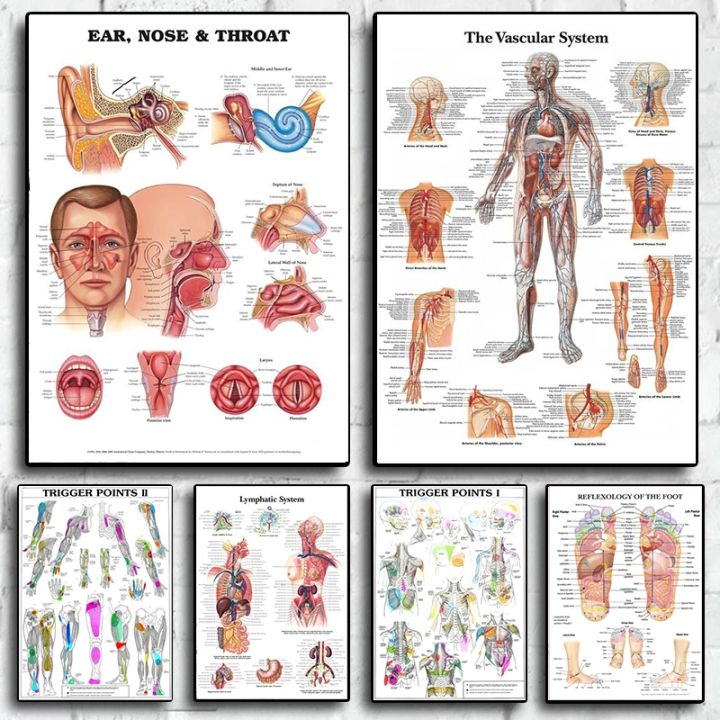 Human Body Parts School Education Chart Information Anatomy Decorative ...