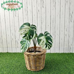 Pohon Hias Artificial Daun Monstera Variegata X5 Latex Cover Keranjang Rotan Bulat Dekorasi Rumah Ruang Tamu
