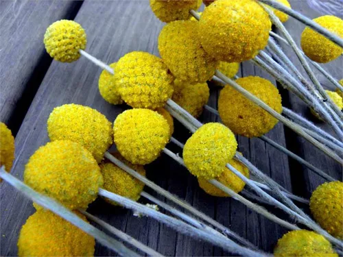 G%C3%B3i%2020%20%20h%E1%BA%A1t%20gi%E1%BB%91ng%20hoa%20C%C3%BAc%20N%C3%BAt%20%C3%81o%20V%C3%A0ng%20-%20Image%204