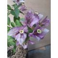 Bibit Bunga Bugenvil ID MAGIC BEAUTY. 