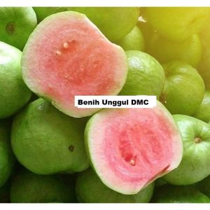 Bibit Jambu Kristal Merah Tanpa Biji Super Okulasi