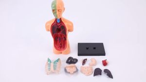 Human Anatomy Model with Digital Manual Removable Human Body Model for - Educational Torso Anatomy Model with Base for Science Learning & Medical Study