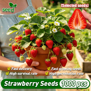 [Selected Seeds] 1000pcs/pack High Yield Sweet Strawberry Seeds (Fast Growing) Strawberry Fruit Seeds Bonsai Tree Live Plant Balcony Potted Live Strawberry Plant Seeds for Garden Indoor Fruit Bearing Tree Seeds Strawberry Seedlings Vegetable Plants