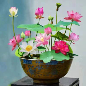 BIJI BENIH MINI LOTUS SIAP DIPOTONG (20 Seeds)/碗莲混色种子/Mixed Color Lotus Water Lily Bonsai Seed