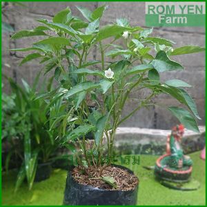 ต้นพริกจินดา ต้นใหญ่เริ่มออกดอกแล้ว พริกจินดา ถุงดำ 5.5 นิ้ว ต้นพริก
