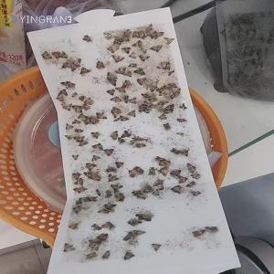 YINGRAN3 Nhà bếp và quần áo dính Pantry Moth bẫy với Pheromone thủ quần áo Closet Moth bẫy ma thuật Moth Catcher