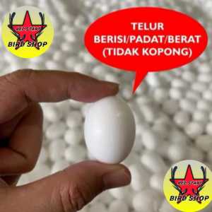 TELUR PALSU MAINAN BURUNG MERPATI TELUR PALSU MERPATI AYAM KATE TELOR TELUR PALSU MERPATI IMITASI BAHAN SOLID