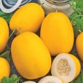 Benih Melon F1 GOLDEN LANGKAWI 5 BIJI Known You Seed. 