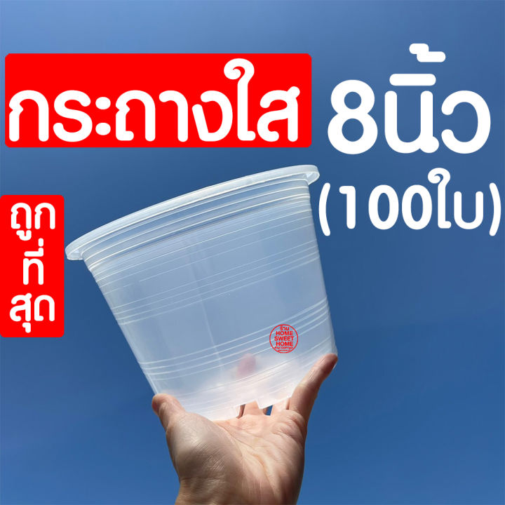 กระถางพลาสติกใส 8 นิ้ว 100 ใบ สำหรับส่องราก