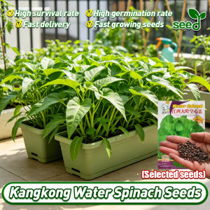 [Selected Seeds] 150pcs/pack Big Leaf Water Spinach Seeds (Fast Growing) Chinese Upland Kangkong Seeds for Planting Vegetables Seeds for Gardening Water Spinach Seed Vegetable Plants Seeds Balcony Potted Live Plants Bonsai Veggies Plants Condor Seeds